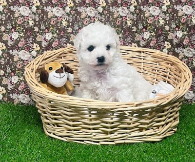 Les chiots de Bichon Frise