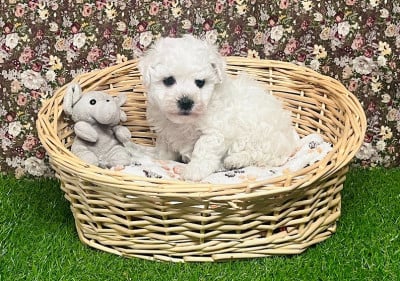 Les chiots de Bichon Frise