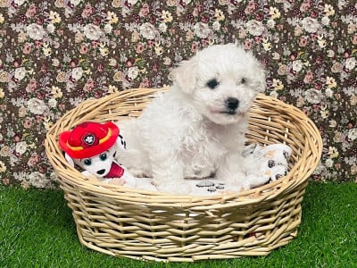 Les chiots de Bichon Frise