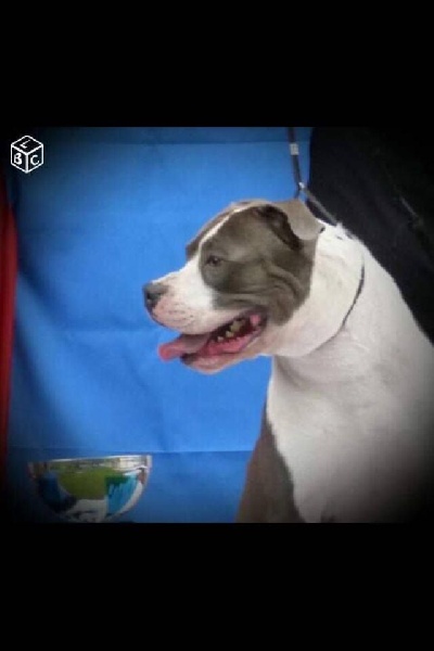 Publication : Blue-diamond's