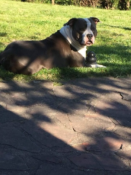 Publication : Blue-diamond's