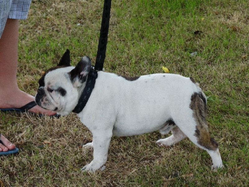 Publication : Des Boves De Vidocq