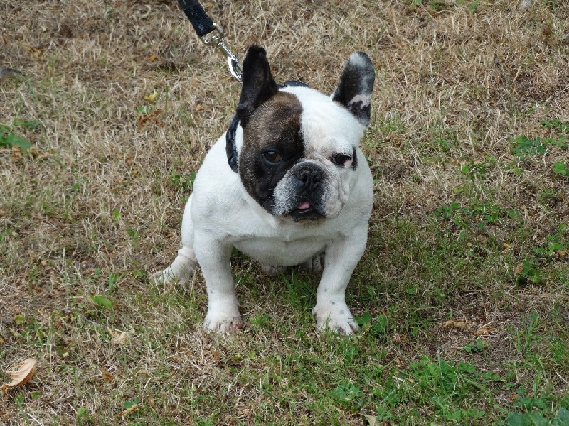 Publication : Des Boves De Vidocq