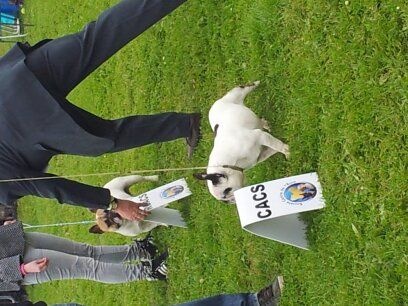 Publication : Des Boves De Vidocq