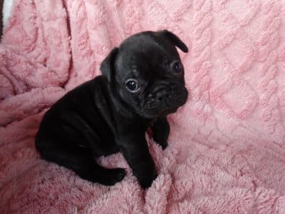 Bouledogue français