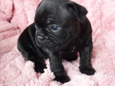 brownie - Bouledogue français