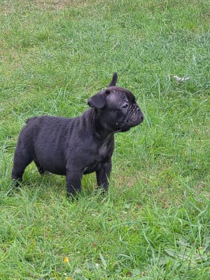 Les chiots de Bouledogue français