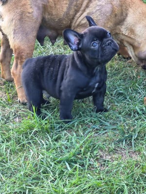 Les chiots de Bouledogue français