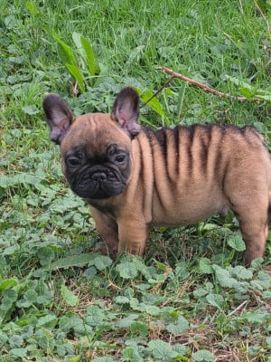 Les chiots de Bouledogue français