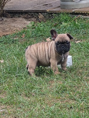Les chiots de Bouledogue français