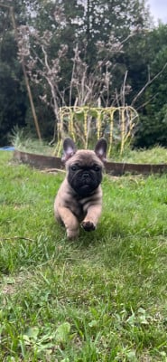 Les chiots de Bouledogue français