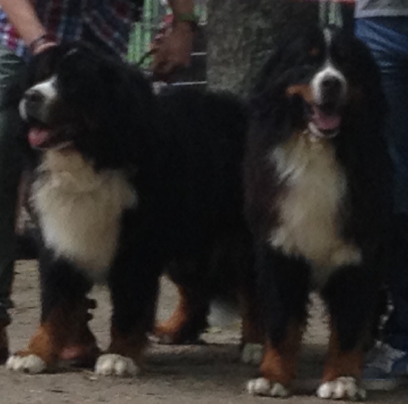 Elwin des mystères du vieux saule - 2 EXECLLENT