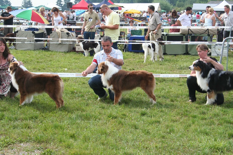 CH. eldorado brows des Caps et Marais d'Opale - excellent non classé