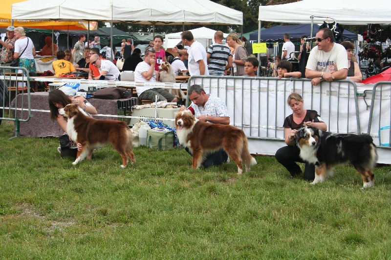 CH. eldorado brows des Caps et Marais d'Opale - excellent non classé