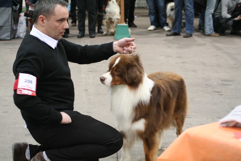CH. eldorado brows des Caps et Marais d'Opale - 2éme excellent classe ouverte