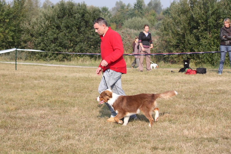 CH. eldorado brows des Caps et Marais d'Opale - 3éme trés prometteur