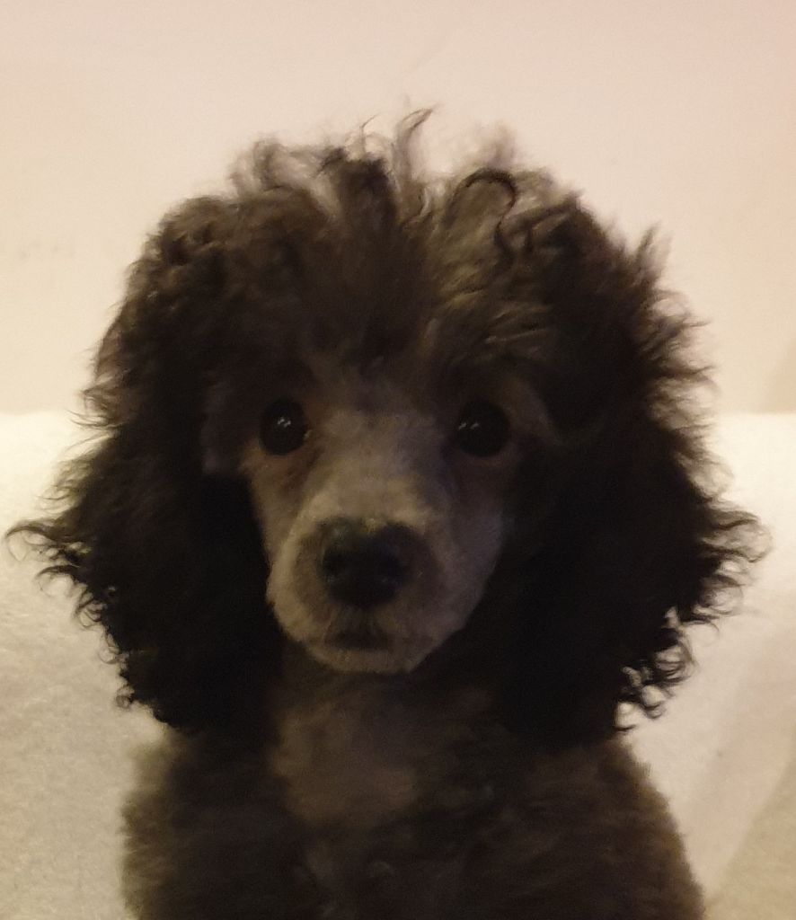 Plume nuit grise Du Domaine De La Pruneraie