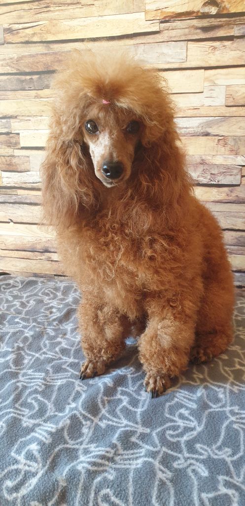 Publication : Du Domaine De La Pruneraie