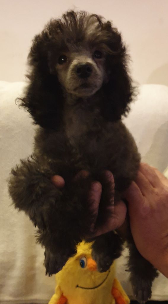 Plume nuit grise Du Domaine De La Pruneraie