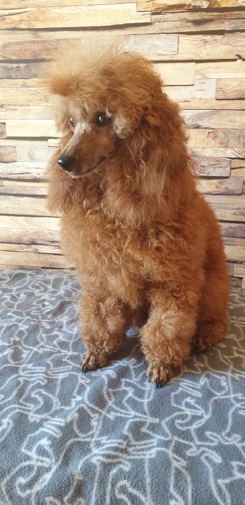 Publication : Du Domaine De La Pruneraie