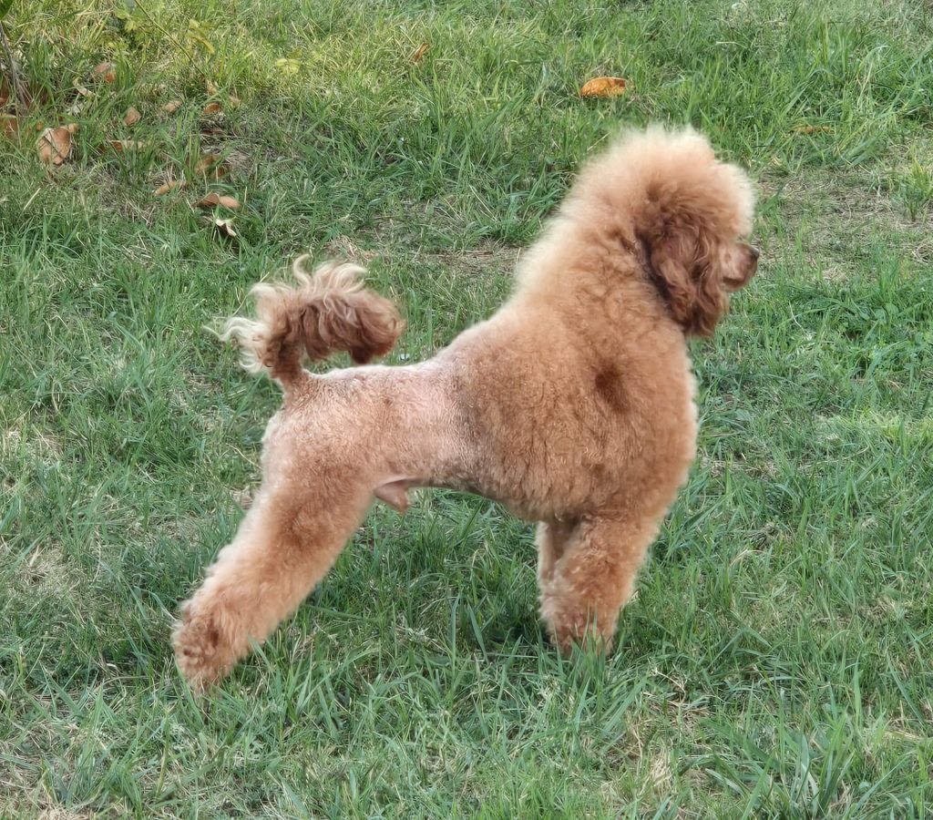 Ugolin Du Domaine De La Vallée Heureuse