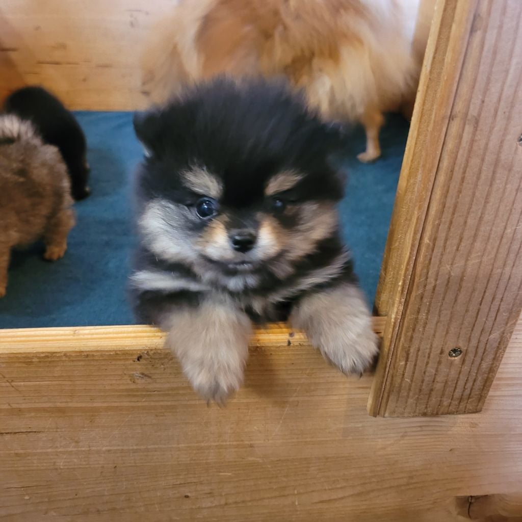 Femelle black and tan - Spitz allemand