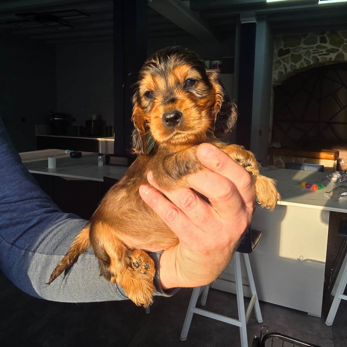 FILLE CHOCO FEU ZIBELINE - Cocker Spaniel Anglais