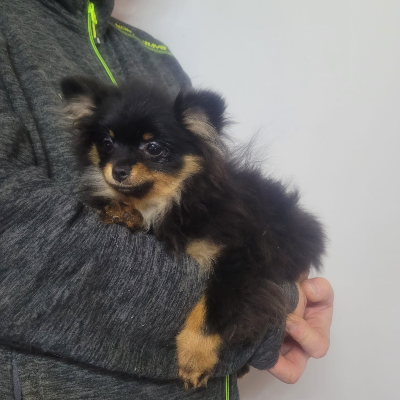 ARTHUR Mâle black and tan