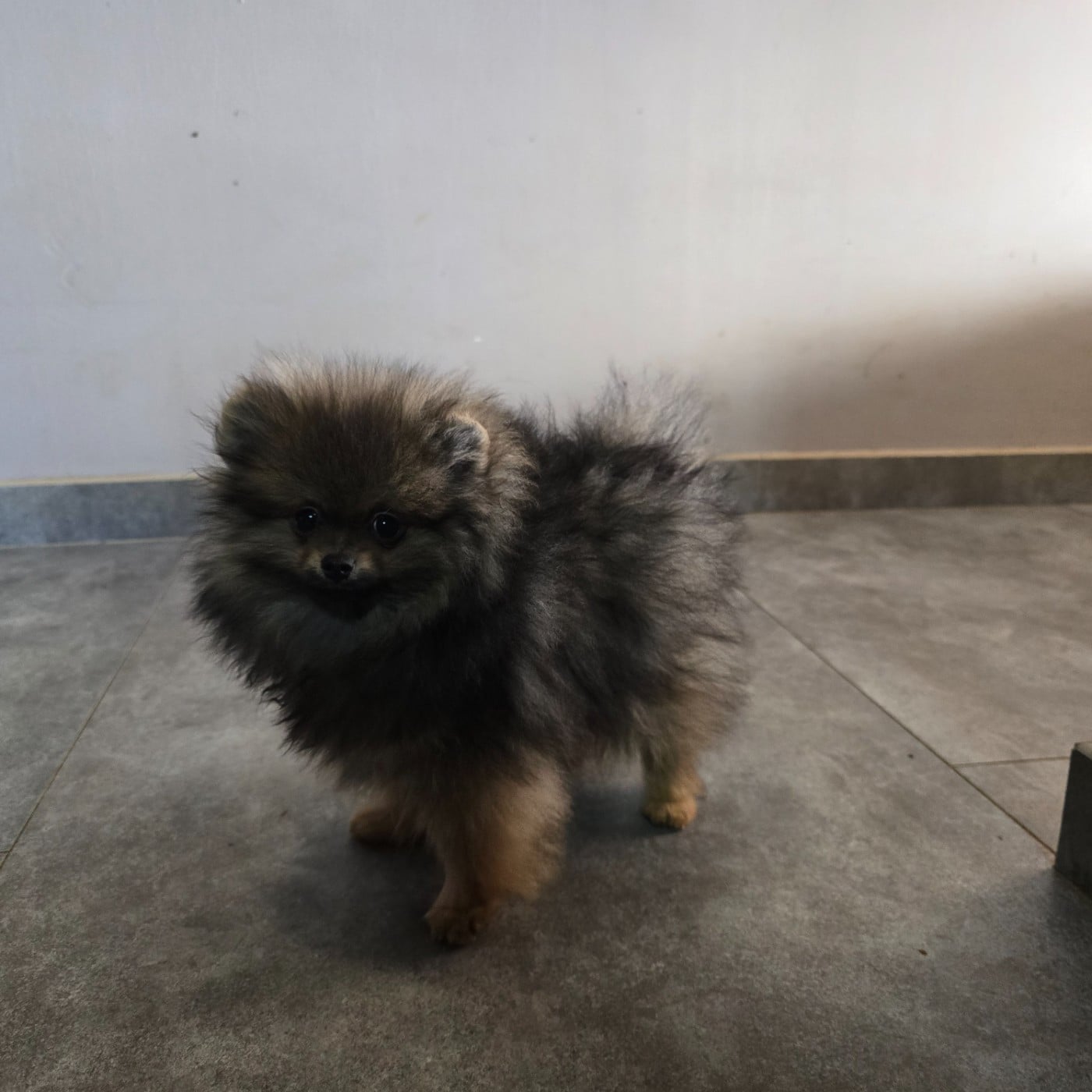 ASTON Pomeranien charbonné masque noir