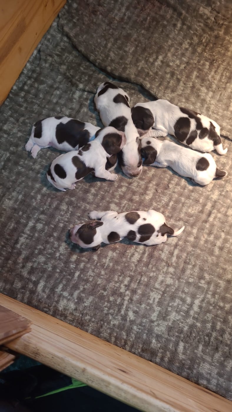 FILLE TRICOLORE CHOCOLAT - Cocker Spaniel Anglais