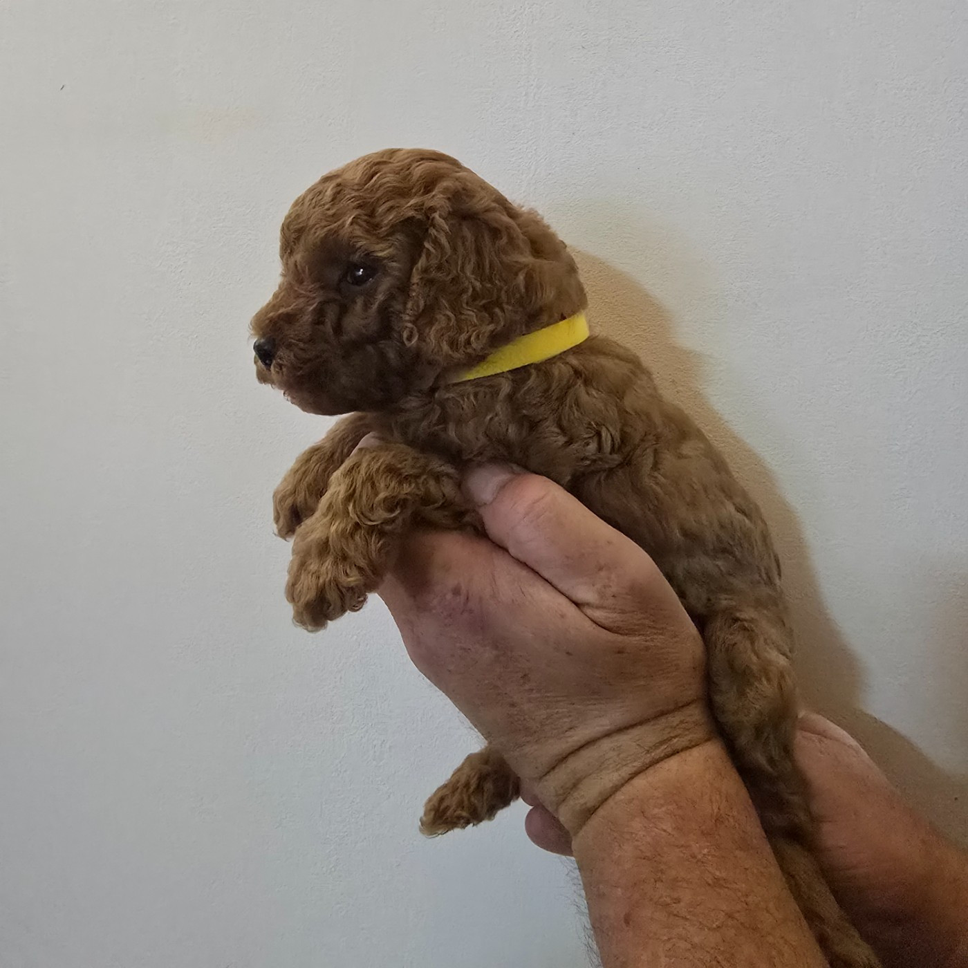 BABY RAF Male collier Jaune