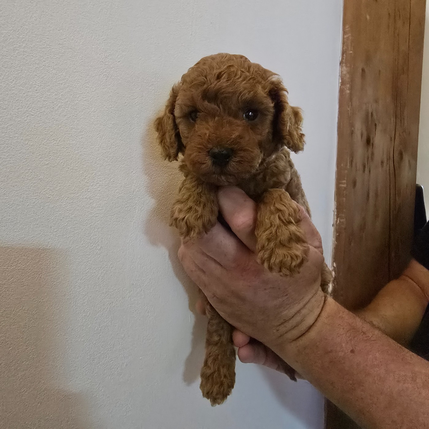 BABY RAF Male collier Jaune
