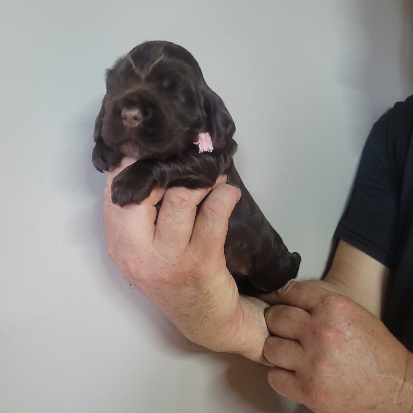 FEMELLE CHOCOLAT - Cocker Spaniel Anglais