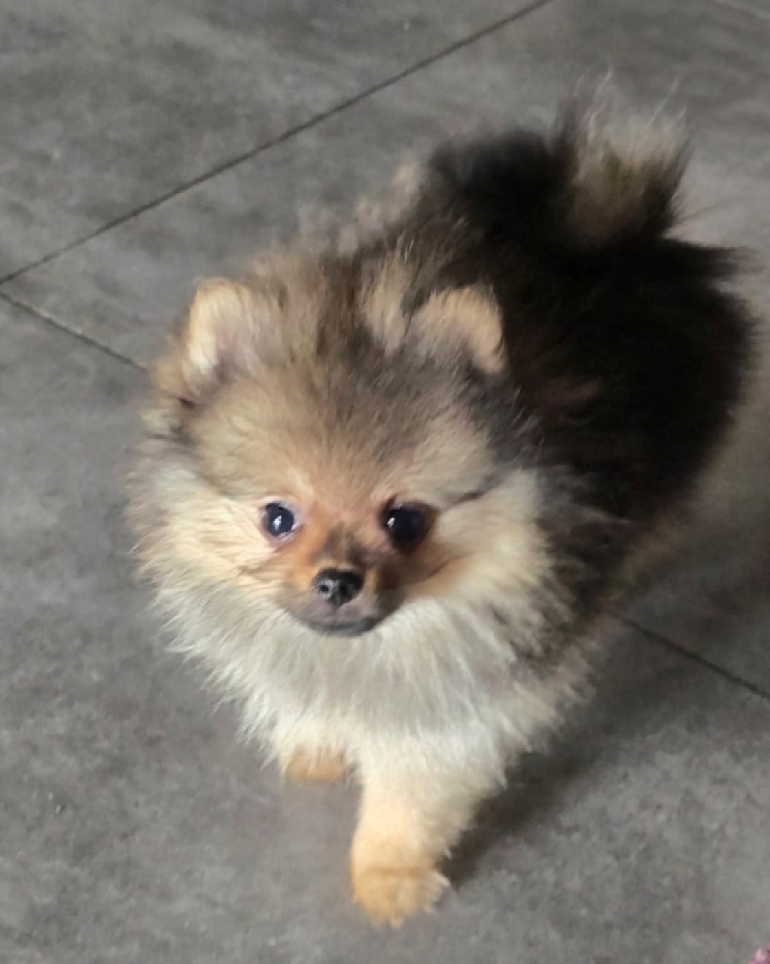 BONNY 1 kg A 4 MOIS Fauve charbonné - Spitz allemand