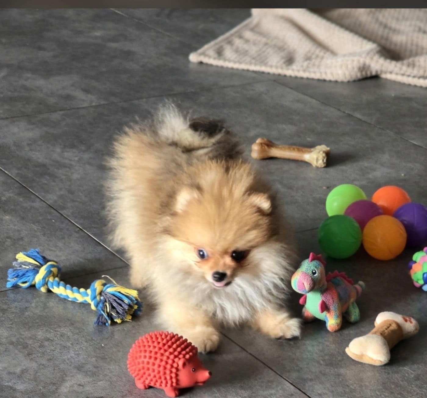 BILLYS 1 kg a 4 mois CREME charbonné - Spitz allemand