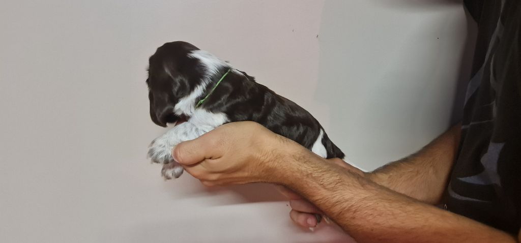 UMII MÂLE CHOCOLAT ROUANAIS COLLIER VERT