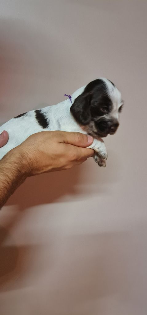 UMBER FEMELLE CHOCOLAT ROUANAIS COLLIER VIOLET