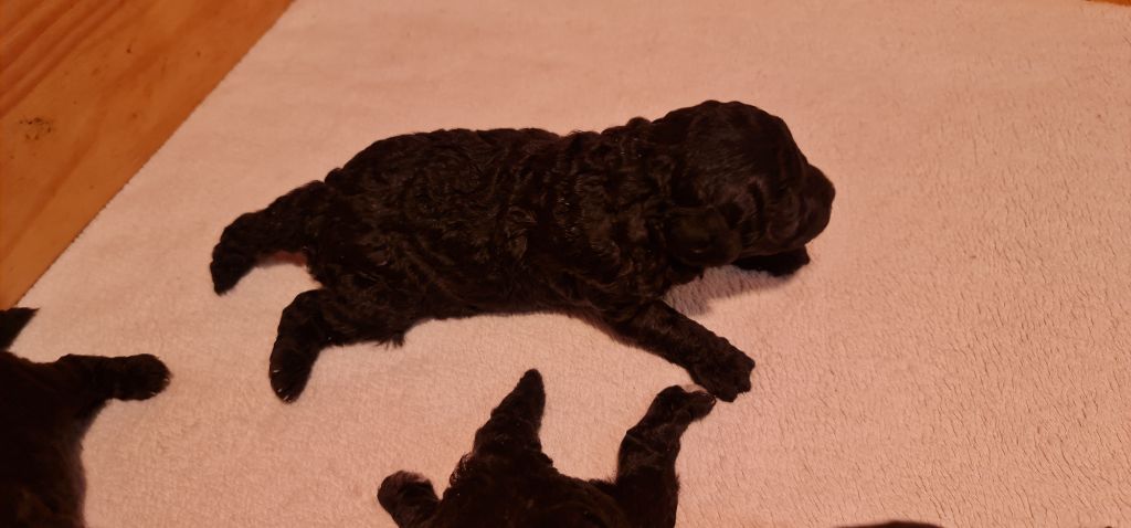Male 1 GRIS - Caniche