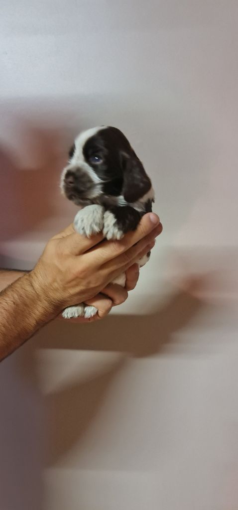 UTOPIE DIT MIA CHOCOLAT ROUANAIS COLLIER JAUNE