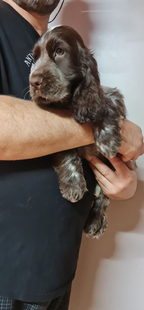 UGO MÂLE CHOCOLAT ROUANAIS