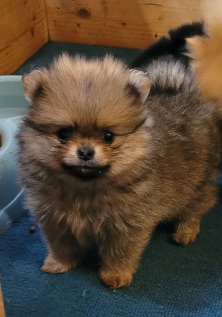 Femelle fauve charbonné