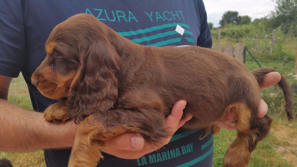 Chiot Elevage Du Domaine De La Pruneraie Eleveur De Chiens Cocker Spaniel Anglais