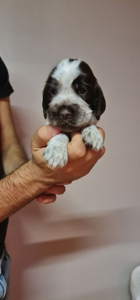 UMBER FEMELLE CHOCOLAT ROUANAIS COLLIER VIOLET