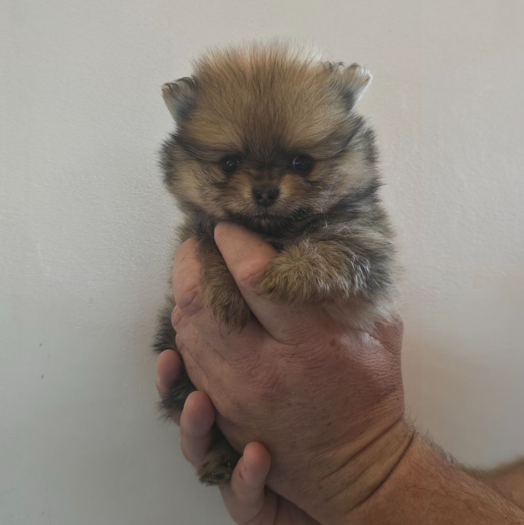 Femelle fauve charbonné