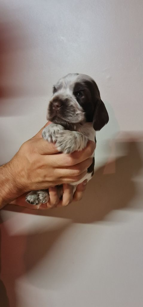 ULNA FEMELLE CHOCOLAT ROUANAIS COLLIER GRIS