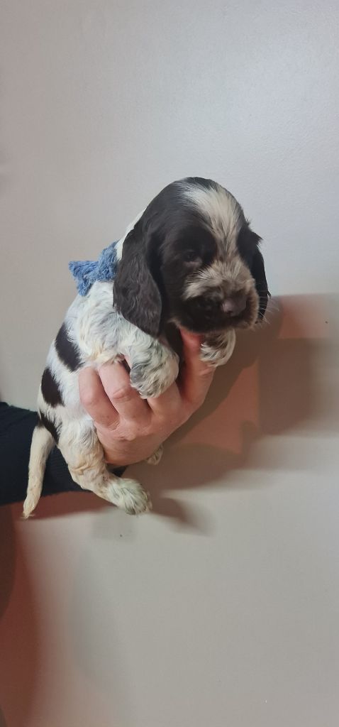 ULYSSE MÂLE CHOCOLAT ROUANAIS COLLIER BLEU