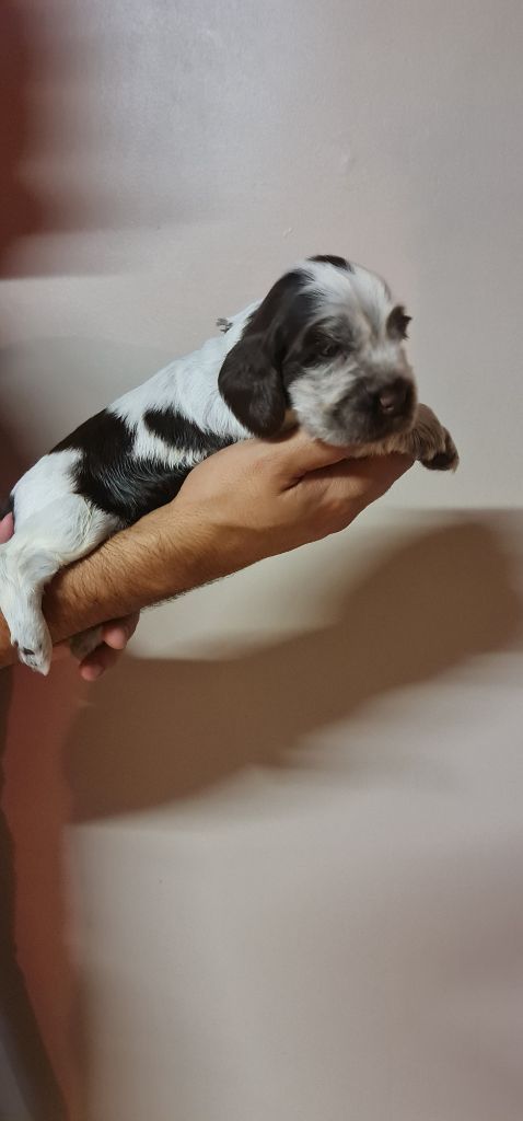 ULNA FEMELLE CHOCOLAT ROUANAIS COLLIER GRIS