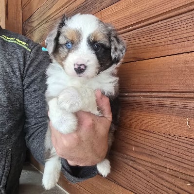Les chiots de Berger Américain Miniature 