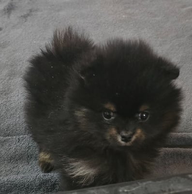 Les chiots de Spitz allemand