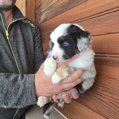 Les chiots de Berger Américain Miniature